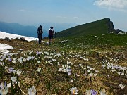 77 Distese di crocus...